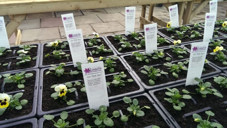 The Importance of Customisable Plant Labels for Garden Centres