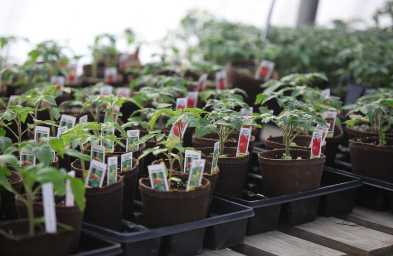 DIY Labelling for Small-Scale Horticulturalists: How to Get Started